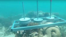 Nhà sản xuất 'Cuộc đua kỳ thú' xin lỗi về hành vi phá hoại rạn san hô