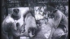 Phim điện ảnh Việt ráo riết tìm diễn viên '4 chân'