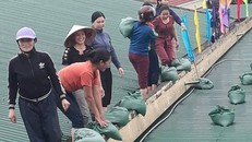 Các cô giáo mầm non vác bao cát lên mái nhà để gia cố trước thềm bão số 4 đổ bộ. Ảnh: VietNamNet