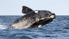 Cá voi trơn Bắc Thái Bình Dương đối diện nguy cơ tuyệt chủng