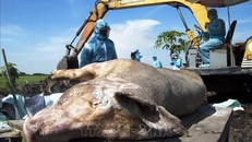 Ngăn chặn, xử lý dứt điểm tình trạng vứt xác lợn ra môi trường