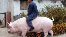 Lợn có cân nặng bằng gấu Bắc cực tại Trung Quốc