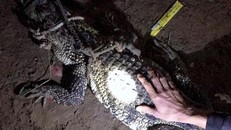 Cá sấu hoang dã bò vào nhà dân tại Đồng Nai