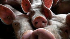 Thiếu hụt thịt lợn, người Trung Quốc chuyển sang thịt chó và thịt thỏ