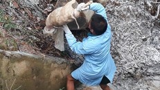 Chôn lấp bao tải xác lợn chết bị vứt xuống đầu nguồn sông Lam