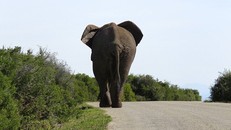 Ấn Độ: Voi sát thủ 'Bin Laden' chết khi bị giam cầm