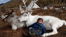 Băng tan đe dọa nghề chăn tuần lộc Mông Cổ 