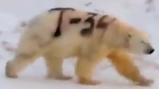 Gấu Bắc cực bị phun sơn chữ 'T-34' ở Nga