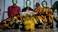 Indonesia bắt giữ 5 người tàng trữ bào thai hổ