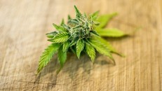 Doanh số bán cần sa của Canada tăng mạnh sau khi hợp pháp hóa