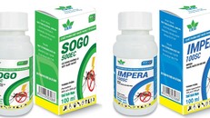 SOGO 500EC và IMPERA 100SC.
