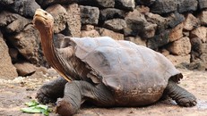 'Cụ rùa' Galapagos được đưa về nhà sau khi đẻ ra 800 rùa con