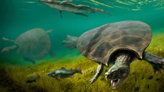 Phát hiện hóa thạch mai rùa cổ đại to bằng ô tô