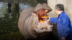 Sở thú Trung Quốc chuẩn bị cho thời kỳ hậu đại dịch