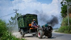 Trung Quốc mua lại động vật hoang dã của nông dân