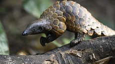 Trung Quốc loại tê tê ra khỏi danh mục thuốc cổ truyền