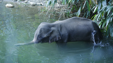 Nông dân Ấn Độ lạm dụng thuốc nổ để xua đuổi thú rừng