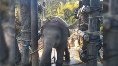 Xót xa trước hình ảnh voi con bị thuần hóa