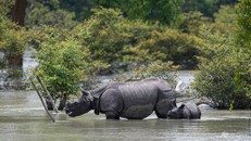 Lũ lụt tại Ấn Độ khiến 9 con tê giác chết đuối