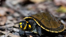 Thực trạng buôn bán động vật tại rừng Amazon