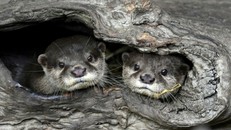 Hai con rái cá móng vuốt tại vườn thú Đài Bắc. Ảnh: AFP