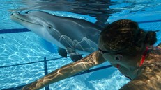 Robot cá heo mở ra tiềm năng cho ngành giải trí