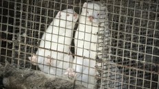 Nguy cơ bùng phát đại dịch mới từ loài chồn