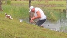 Vật lộn với cá sấu để giải cứu chó cưng