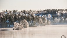 Bay trên tổ chim cúc cu