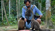 Khu bảo tồn khỉ mồ côi trong rừng Amazon