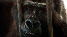 Vận động giải cứu khỉ đột 'cô đơn' nhất Thái Lan