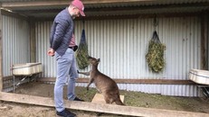 Chuột túi có thể giao tiếp với người