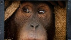 Giải cứu cặp đười ươi quý hiếm 