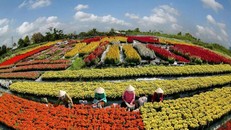 Du lịch Sa Đéc – không chỉ có làng hoa.