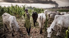 Cuộc khủng hoảng chăn nuôi ở Nigeria