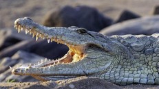 Nguyên nhân cá sấu tiến hóa chậm