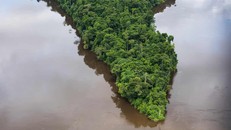 Một hòn đảo bán đảo ở giữa Rio Jari trong rừng nhiệt đới Brazil. Ảnh: Greenpeace
