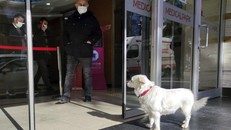 Chó đợi chủ bên ngoài cửa bệnh viện mỗi ngày