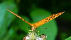 Giải mã bí ẩn về cú đập cánh của loài bướm