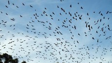 Biến đổi khí hậu thúc đẩy sự xuất hiện của COVID-19