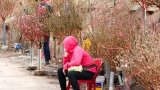 Chợ hoa những ngày giáp Tết: Đắt làm của, ế làm củi