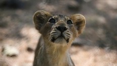 Sư tử Ấn Độ vượt qua nguy cơ tuyệt chủng