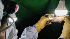 Phát hiện 'họ hàng' của SARS-CoV-2 tại Campuchia