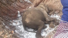 Voi nhà gần 80 tuổi qua đời tại Đắk Lắk