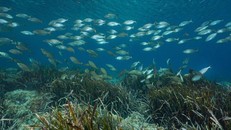 Đánh bắt hải sản công nghiệp làm gia tăng lượng khí CO2 