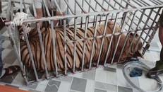 Công an Nghệ An: Việc 8 cá thể hổ chết là ngoài ý muốn