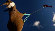 Các nghiên cứu kỳ quặc được vinh danh tại Ig Nobel 2021