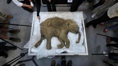 Dự án hồi sinh voi ma mút Bắc Cực