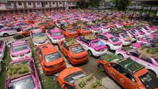 Tài xế taxi Thái Lan làm vườn mini trên nóc xe