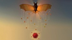 Thêm bằng chứng cho thấy SARS-CoV-2 truyền từ dơi sang người